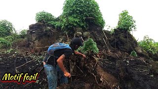 Tak terduga di sela batu ini tersimpan bahan bonsai bermotif fosil [upl. by Llimaj377]