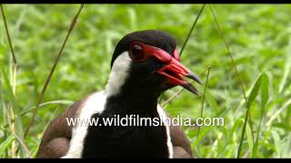 Redwattled Lapwing fiercely protects her newly hatched chick [upl. by Suiramad]