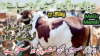 2 lakh sy 8 lakh tak ka janwar  Karachi Cattle Rates Update  Malir Mandi  17May2024 [upl. by Arielle]