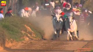 AASSI KALAN Ludhiana  Bullock Cart Races  2015  HD  Part 2nd [upl. by Junko]