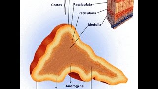 Pheochromocytoma [upl. by Aysahc824]