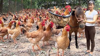 Harvesting Many Chicken Goes To The Market Sell  Raising Chickens and Ducks with corn [upl. by Nrehtak827]