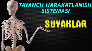 Tayanchharakatlanish sistemasi  Skelet  Suyaklar [upl. by Anerda]