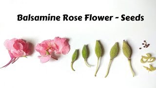 Balsamina Rose Seed Collecting and processing  GardenGraduate  seed collecting series 009 [upl. by Haziza]