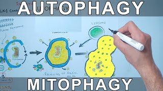 Autophagy Mechanism  Mitophagy [upl. by Laura8]