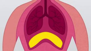 What is the Diaphragm [upl. by Ydaf329]