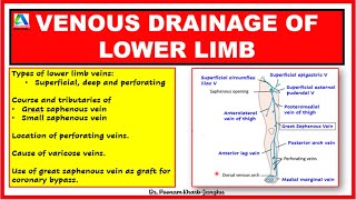 Venous drainage lower limb  Veins of lower limb  Great and small saphenous veins [upl. by Rephotsirhc507]