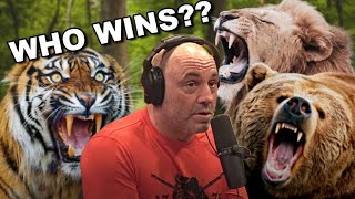 Joe Rogan Intense Grizzly Bear Fight joerogan bear reaction [upl. by Gnurt]