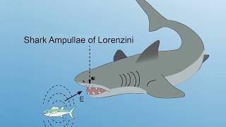 INTERVIEW EXTRA Ampullae of Lorenzini [upl. by Wollis]