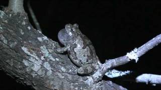 Calling Gray Treefrog Hyla versicolor [upl. by Sualkcin]