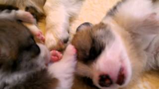 3 week old Corgi puppies playing [upl. by Kred910]