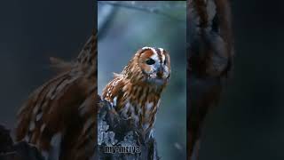 Tawny Owl scream [upl. by Eceinaj]