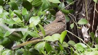 Figbird F Hervey Bay Qld [upl. by Kopaz481]