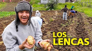 Cosechando Papas con Los Lencas en Intibucá Honduras 🥔🇭🇳 [upl. by Willett642]