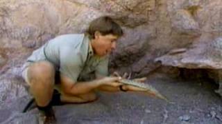 Steve Irwin Mojave Rattlesnake [upl. by Esyak]