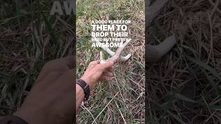 GREAT SHED HUNTING TIP 2024 💪🏼 shedhunting tips whitetails [upl. by Akirat]