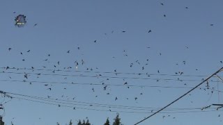 HIRONDELLE de FenêtreHalte en MigrationDelichon urbicum  BRUITX [upl. by Bumgardner748]