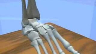 Ankle amp Subtalar Joint Motion Function Explained Biomechanic of the Foot  Pronation amp Supination [upl. by Vacla]