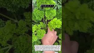 How to Pick Fresh Parsley [upl. by Giannini]