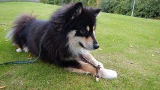 Merano inkallning finsk lapphund [upl. by Esther]