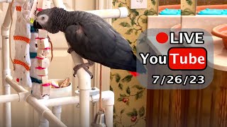 Einstein Parrot FB Live Replay 72623 [upl. by Chavey]