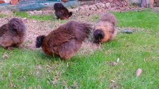 MOROSETA PERNICIATO ORO  SILKIE CHICKEN PARTRIDGE GOLD  PART 2 [upl. by Adnorrahs]