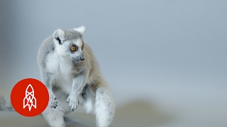 The RingTailed Lemur Fights Off Deforestation [upl. by Kcirdot41]