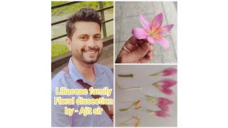 Liliaceae family floral dissection  lily flower dissection 11th class CBSE [upl. by Emyle]