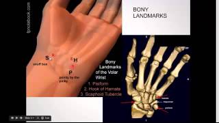 Carpal bone review [upl. by Ttevy]