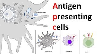 Antigen Presenting Cells APC [upl. by Brennen]