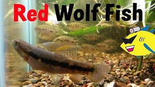 Red Wolf Fish Aggressive Aquarium Fish Profile [upl. by Alvan77]