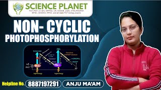 Non Cyclic and Cyclic Electron Flow  Z Scheme [upl. by Ramedlaw]