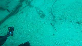 Al Boom Annulated Sea Snake Bahrain [upl. by Onirotciv]