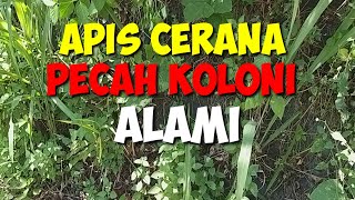 Apis cerana pecah koloni alami [upl. by Melvin]