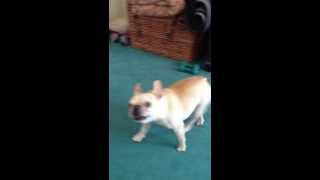 Kissy the French Bulldog  Howling Like a Wolf [upl. by Suzan151]