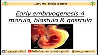 GASTRULA STAGE  IMPORTANT EVENTS IN EMBRYOGENESIS  PART4 [upl. by Novyar838]