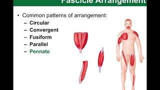 BIO201 online  Chapter 10 part C Fiber Direction [upl. by Tankoos]