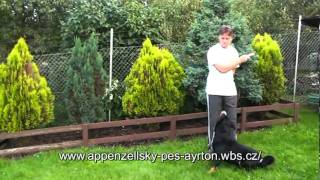 Appenzeller Sennenhund in Bewegungmpg [upl. by Alam]