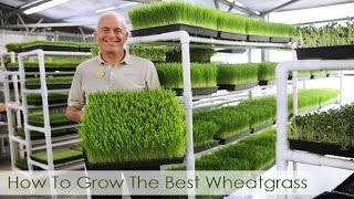 How To Grow The Best Wheatgrass  Hippocrates Health Institute Video [upl. by Norek]