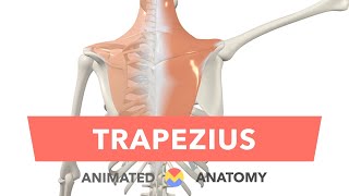 Trapezius  Animated Actions  Anatomy [upl. by Yentuoc131]