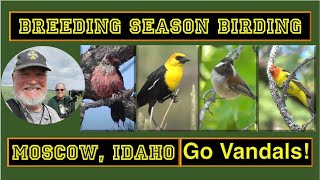 A birding trip to Moscow Idaho during nesting season [upl. by Eimas]