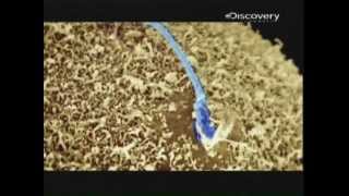 Documental  quotLos espermatozoides y la gran carrera hacia la fecundaciónquot Discovery Channel P17 [upl. by Demmahum]