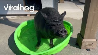 Piggy Cools Off in Tiny Pool  ViralHog [upl. by Sivrup75]