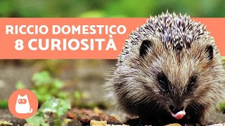 Riccio domestico 8 CURIOSITÀ che non tutti conoscono [upl. by Duer242]