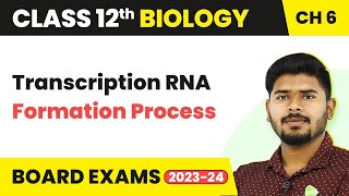 Class 12 Biology Ch 6  Transcription RNA Formation Process  Molecular Basis of Inheritance 202223 [upl. by Row]