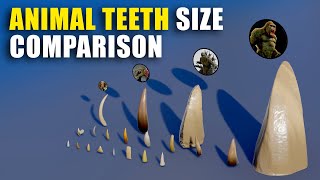 Animal Teeth 3D Size Comparison From smalles to the biggest 🦷🐾 [upl. by Solokin]