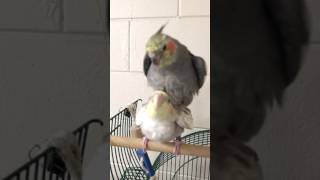 Cockatiel singing and mating [upl. by Ailem]