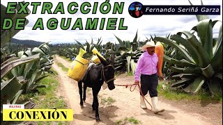 Extracción de Aguamiel y Capado de Maguey [upl. by Abshier200]