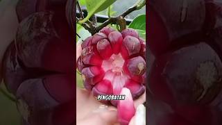 Awesome Red Fruit  Kadsura Coccinea shots [upl. by Noorah]