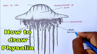 How to draw Physaliaphysaliadiagrambiologydrawingphysaliadrawing [upl. by Catherine]